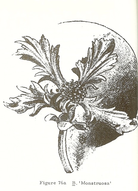 B. ‘Monstrosa’